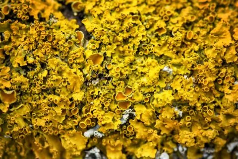 Yellow lichen on the tree Stock Photos