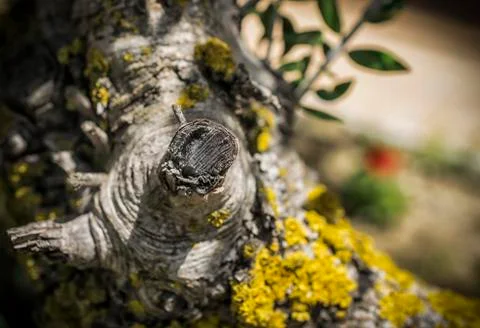 Yellow Lichen on a Tree Stock Photos