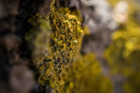 Yellow Lichen on a Tree Stock Photos