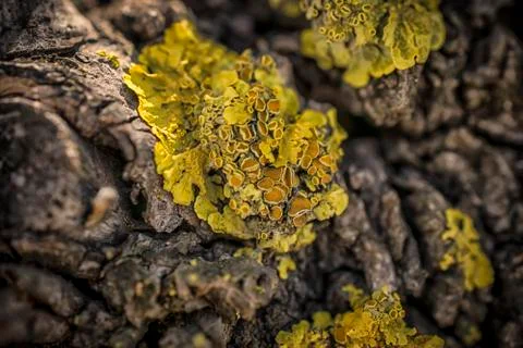 Yellow Lichen on a Tree Stock Photos