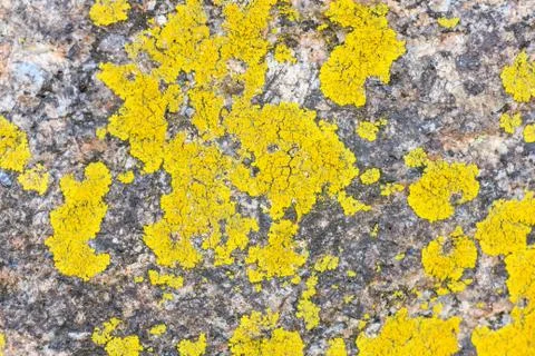 Yellow lichen on a tree Stock Photos