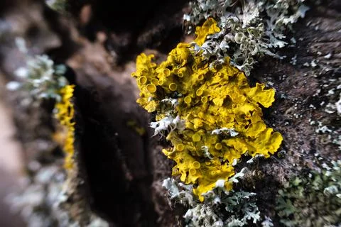 Yellow lichen on a tree trunk close-up. Stock Photos