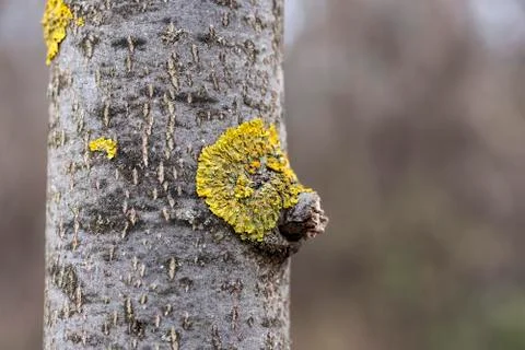 Yellow lichen on the trunk of a tree Stock Photos