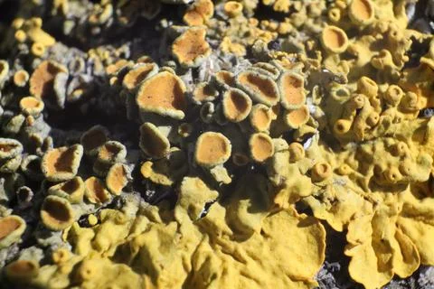 Yellow Lichens on Tree Bark, Macro Stock Photos