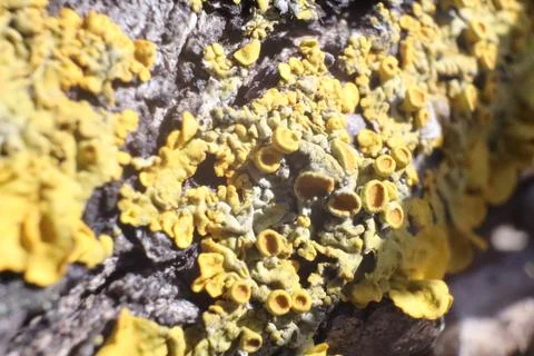 Yellow Lichens on Tree Bark, Macro Stock Photos