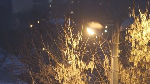 Yellow Lights in the Park Stock Footage 72388780