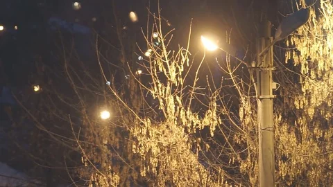 Yellow Lights in the Park Stock Footage 72388783