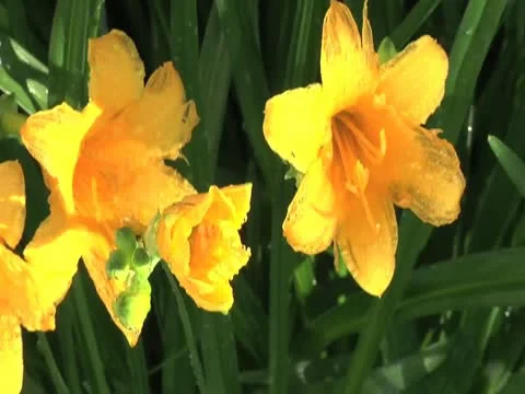 Yellow Lilies 2 库存影片 10561668