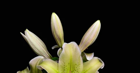 Yellow lilies bloom on a black background, time lapse, beautiful flowers Stock Footage 139222020