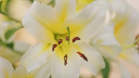 Yellow lilies close up Stock Footage 248127997
