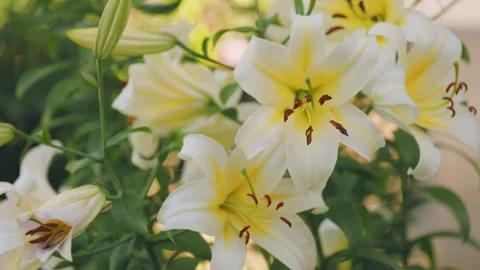 Yellow lilies close up Stock-Footage 248519779