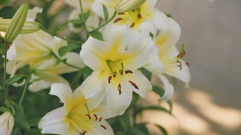 Yellow lilies close up Stock Footage 248754587