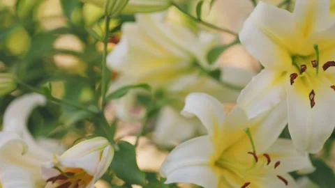 Yellow lilies close up Stock Footage 249379361