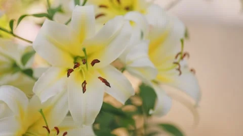 Yellow lilies close up Stock Footage 251147436