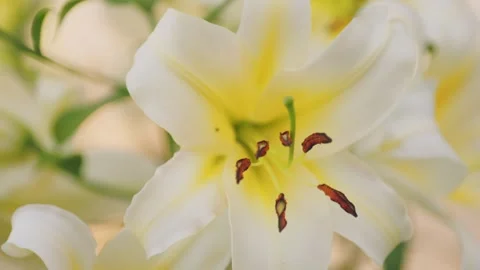 Yellow lilies close up Stock Footage 251791704