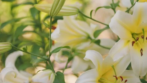 Yellow lilies close up Stock Footage 252963770