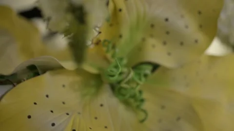 Yellow lilies Closeup Stock Footage 263847962