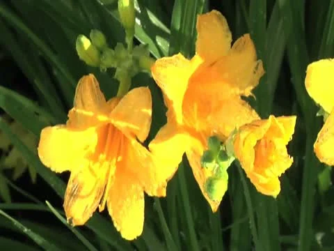 Yellow Lilies 库存影片 10561667