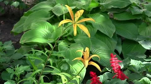 Yellow Lilies Stock Footage 11238501