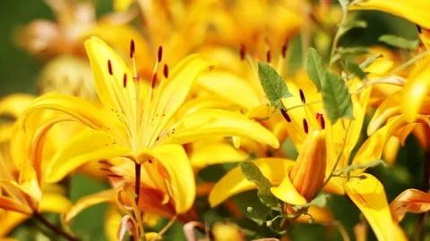 Yellow lilies Stock Footage 73179334