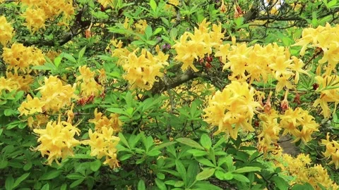 Yellow Lilies Stock Footage 195145964