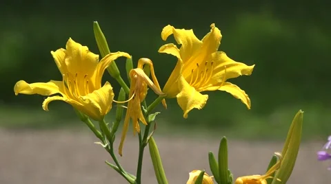 Yellow lilies, nice sunlight, 4k clip, 38 seconds long Video stock 51503473