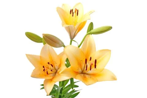 Yellow lilies Fotos de archivo