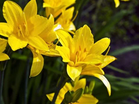 Yellow lilies Stock Photos