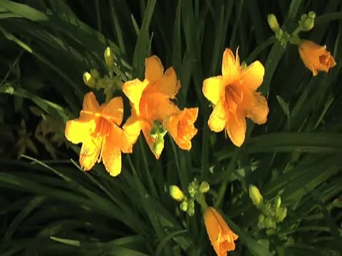 Yellow Lilies Pull 库存影片 10561666