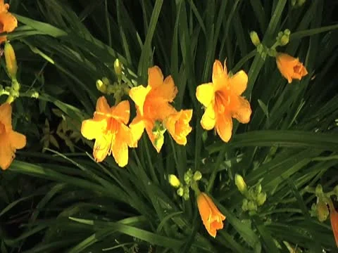 Yellow Lilies Push 库存影片 10561665