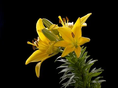 Yellow lilies in a studio. Stock Photos