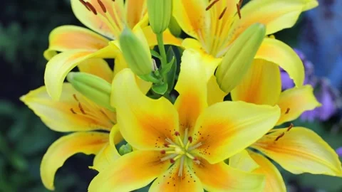 Yellow lilies sways in the wind against a background of greenery. Bouquet of Stock Footage 132254853