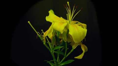 Yellow lilies time lapse reverse Stock Footage 10945023