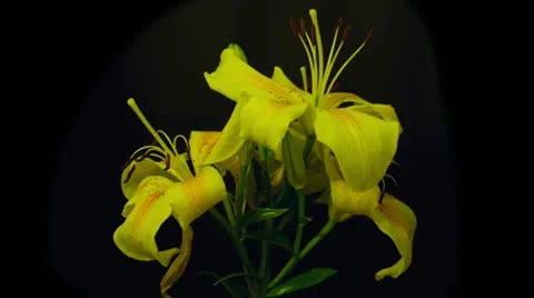 Yellow lilies time lapse reverse 5 seconds Stock Footage 10945055