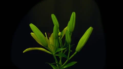 Yellow lilies time lapse time remap Stock Footage 10944899