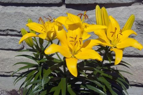 Yellow lilium Stock Photos