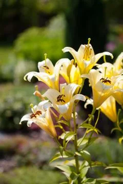 Yellow lilly flower Stock Photos