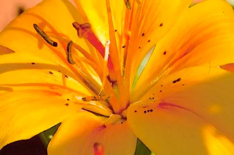 Yellow lilly Stock Photos
