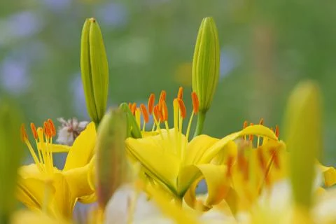 Yellow lilly Stock Photos