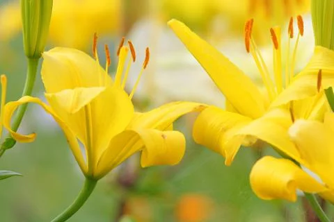 Yellow lilly Stock Photos