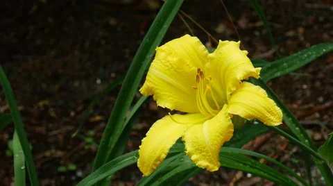 Yellow lily 4k Stock Footage 41638812