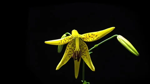 Yellow lily blooming on black background, close-up in stop-motion mode Stock Footage 335696062