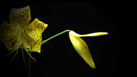 Yellow lily blooming on black background, close-up in stop-motion mode Stock Footage 339361840
