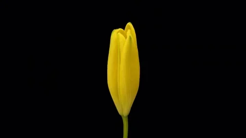 Yellow Lily Blooming Stock Footage 76261741