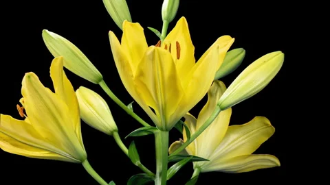 Yellow Lily Blooming in Time Lapse on a Leaves and Black Background. Lime F.. Stock Footage 344328973