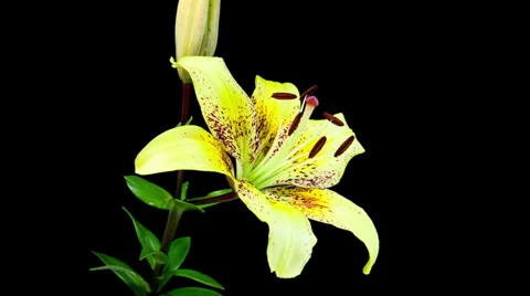 Yellow lily blooming timelapse in 4k Stock Footage 37479213