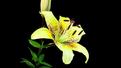 Yellow lily blooming timelapse Stock Footage 25795595