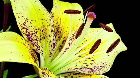 Yellow lily close up blooming timelapse Stock Footage 36814941
