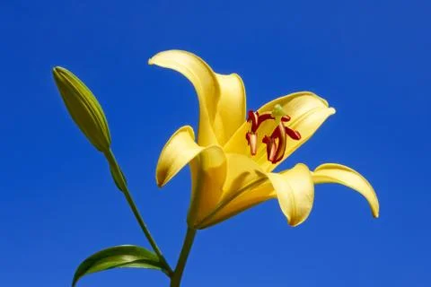 Yellow lily close-up Stock Photos