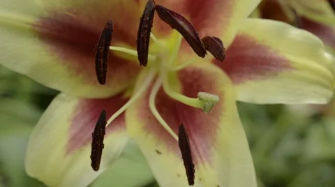 Yellow lily closesup Stock Footage 52372475